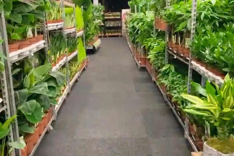 Ontdek de mooiste planten op de Vireõ huisbeurs