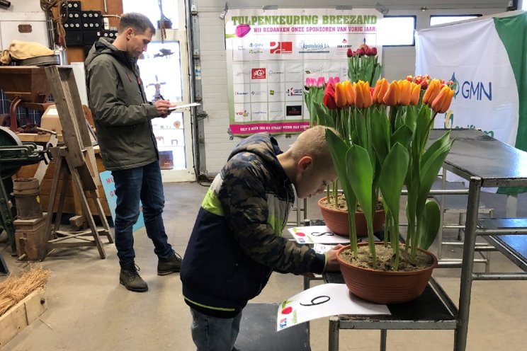 Kwaliteit van tulpen verbetert met de week