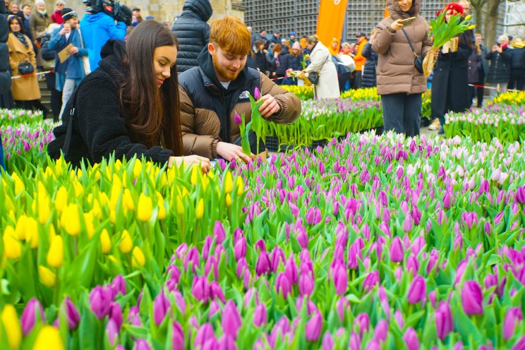 Succesvolle eerste Tulpendag in Berlijn