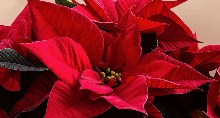 Naturalis-L in strijd tegen witte vlieg in Poinsettia