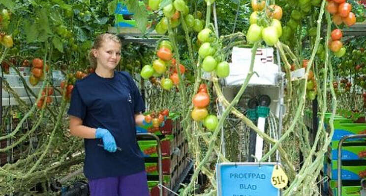 Jonge Nederlanders moeten het langst werken van hele EU 