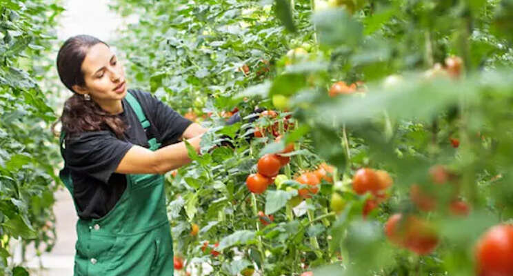 Terugdringing CO2-uitstoot tuinbouw forse uitdaging 