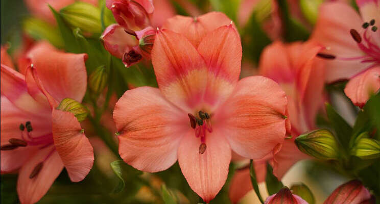 Decorum introduceert nieuwe Alstroemeria