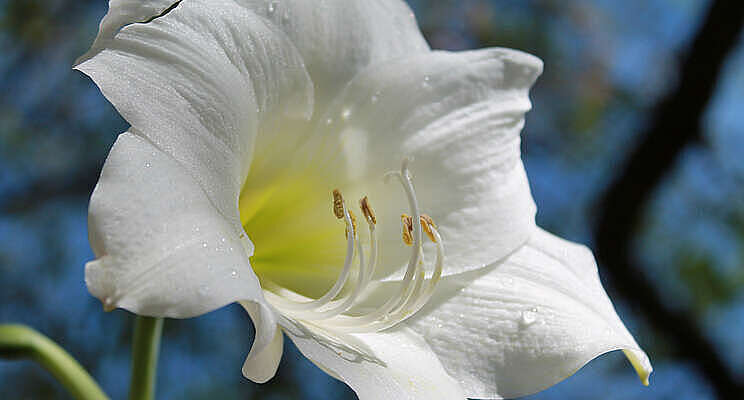 Minder stikstoflozing tijdens teeltwissel amaryllis