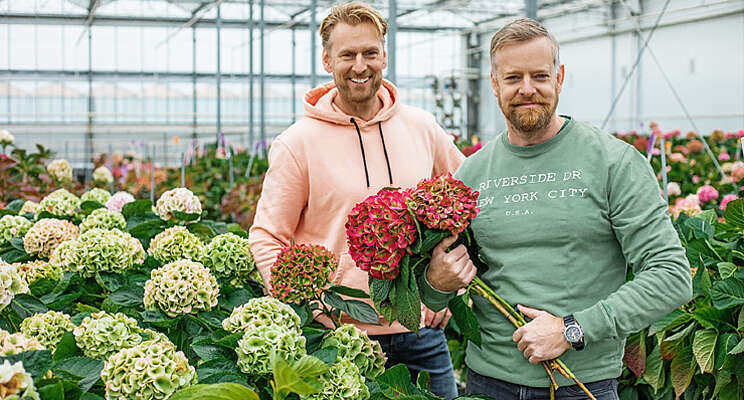 PerlaNova introduceert 'Fusion Hydrangea' 