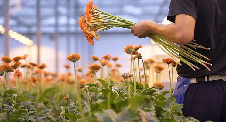 'Groene start plant met Gnatrol en Serenade'