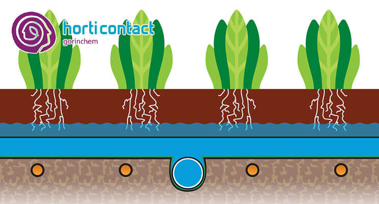 HortiContact Innovation Award - Preshow 2022: Verhagen Leiden