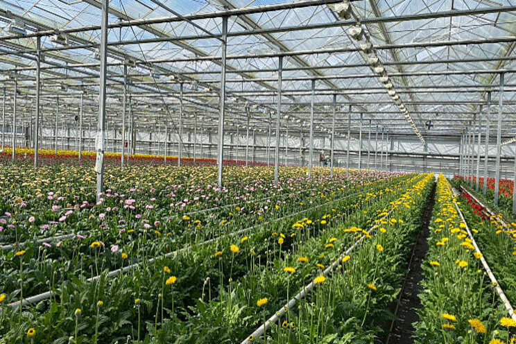 Samenwerking Jac. Oudijk met Summit Gerbera