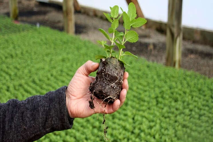 Hortimec morgen op Paprika