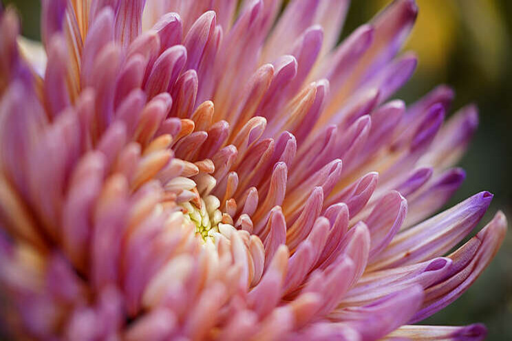 Het effect van de nieuwe Topspin chrysant