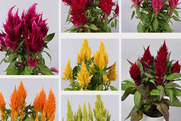 Nieuw merk voor potcelosia's