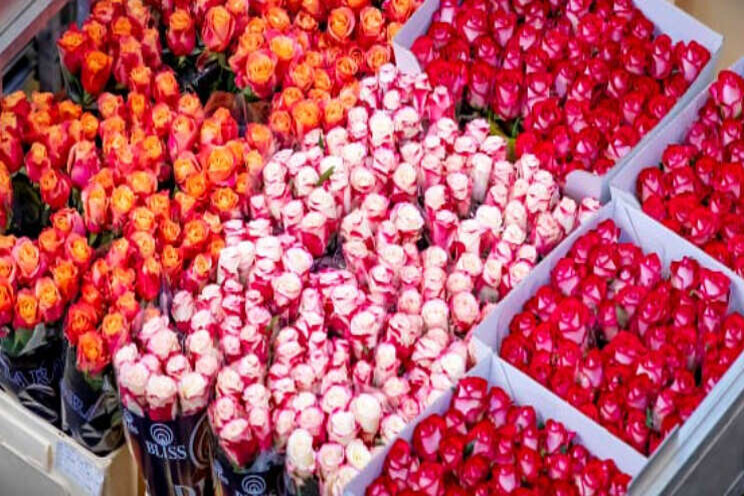 Royal FloraHolland verhandelt 152 miljoen Valentijnrozen