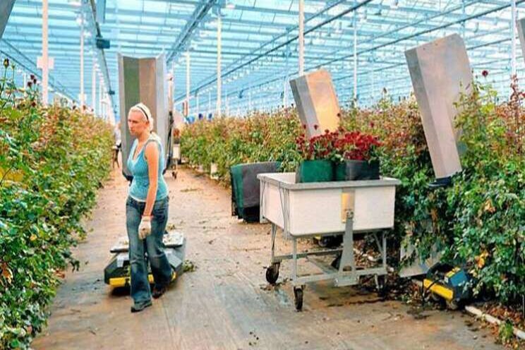 Natuurlijke weerstand tegen meeldauw onderzocht