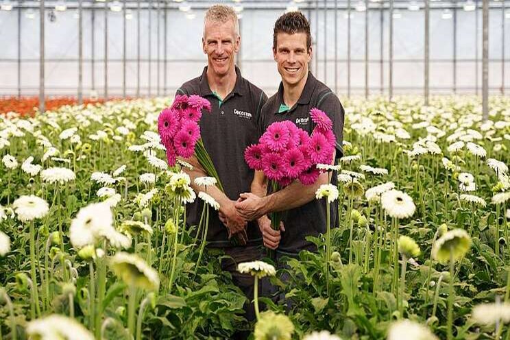 Meer gerbera's bij Decorum