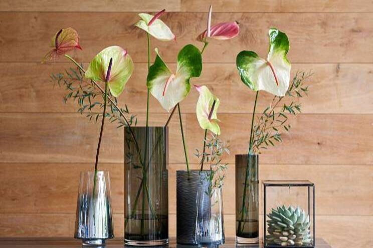 Anthurium siert BBH Trend Collectie