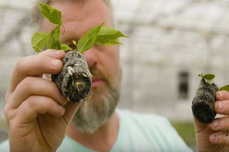 Video: Hoe werkt de afbraak van de Growcoon-plug?