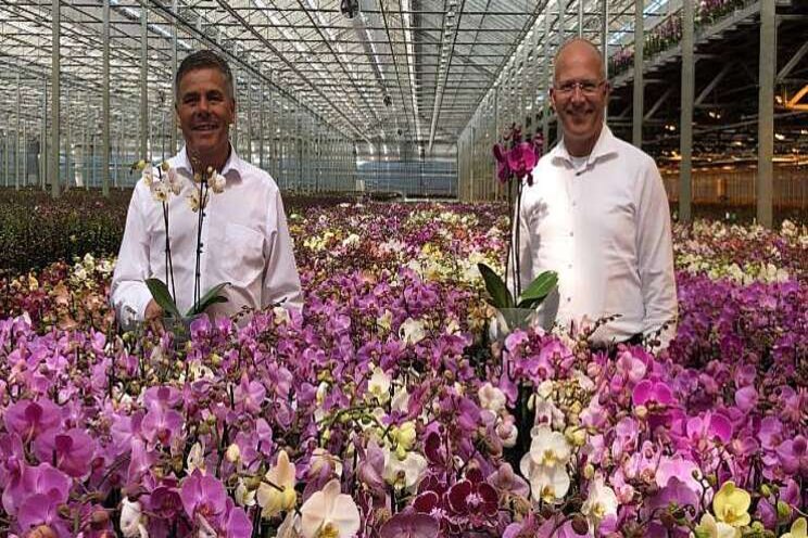 Phalaenopsis: meer flexibiliteit en kwaliteit