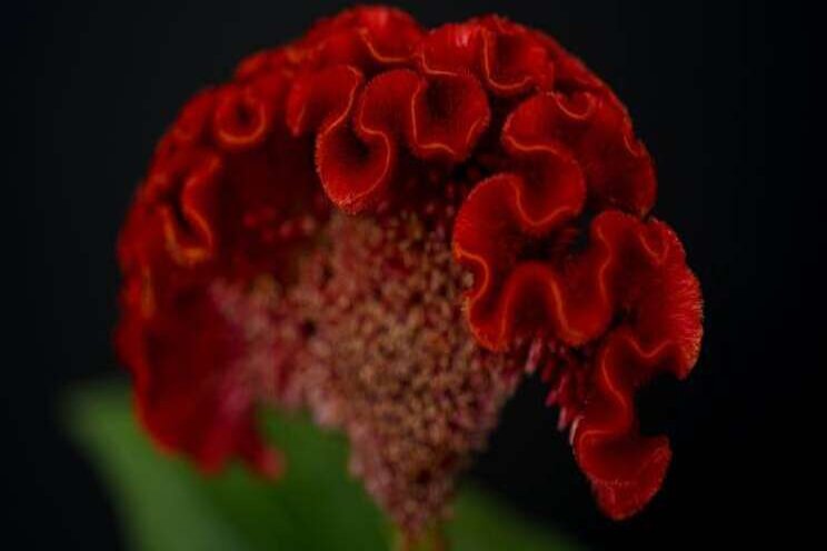 Introductie Celosia Act Diva