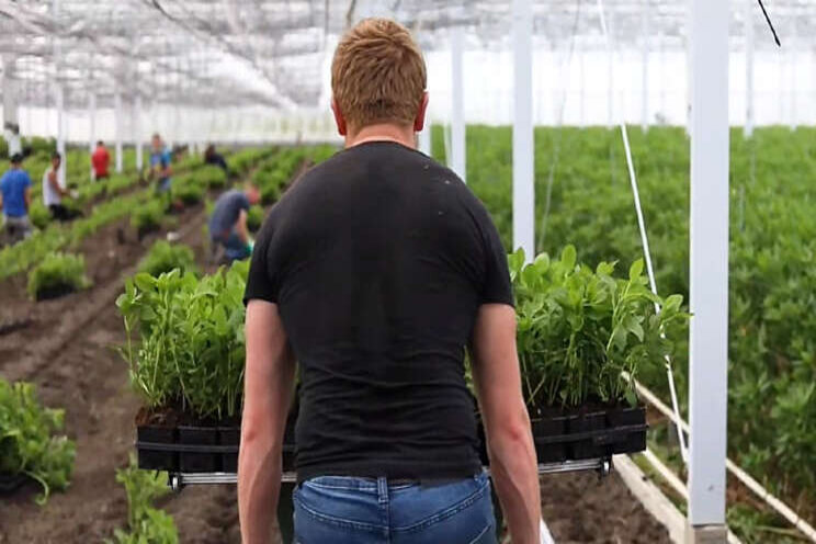 Online open dagen bij Tesselaar Alstroemeria