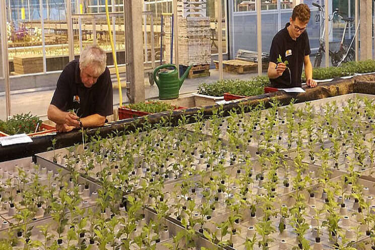 Op weg naar uniforme chrysantenteelt op water