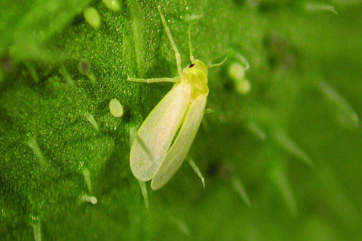 Extra biologisch wapen in strijd tegen witte vlieg