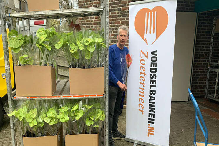 Telers doneren anthuriums aan de voedselbanken