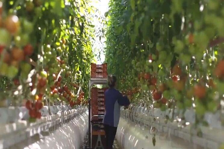 Video: Sundrop Farms