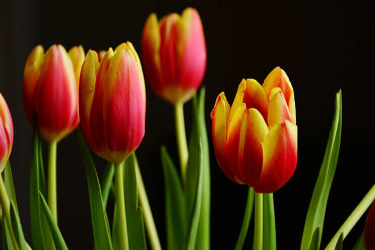 Energiezuinig tulpen broeien dankzij de zon