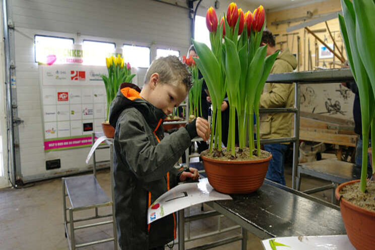 Tulpenkeurseizoen is alweer over de helft