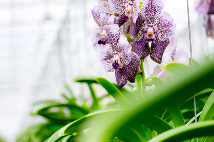 Nieuwe deelnemer sluit aan bij Orchid Inspiration Days